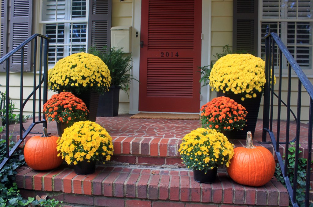 Picture of: Front Porch Mums  Fall outdoor decor, Fall front porch decor