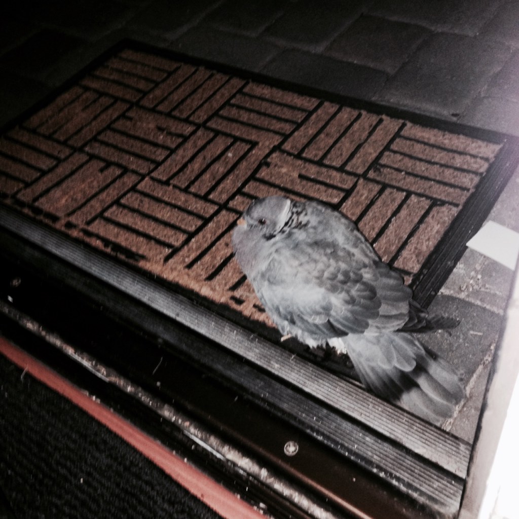 Picture of: Was That Dead Pigeon a Sign? – Smiling Through TearzSmiling